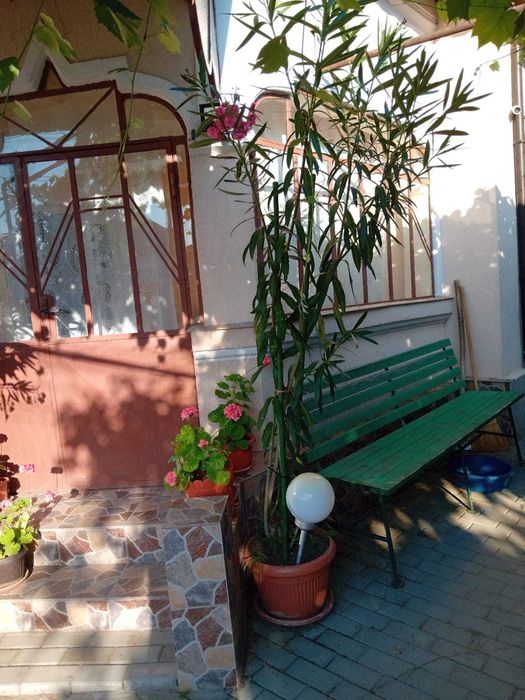 Leandru în ghiveci – plantă mare