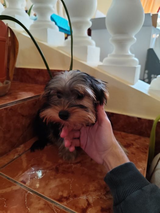 Pui Yorkshire - adorabil talie mica