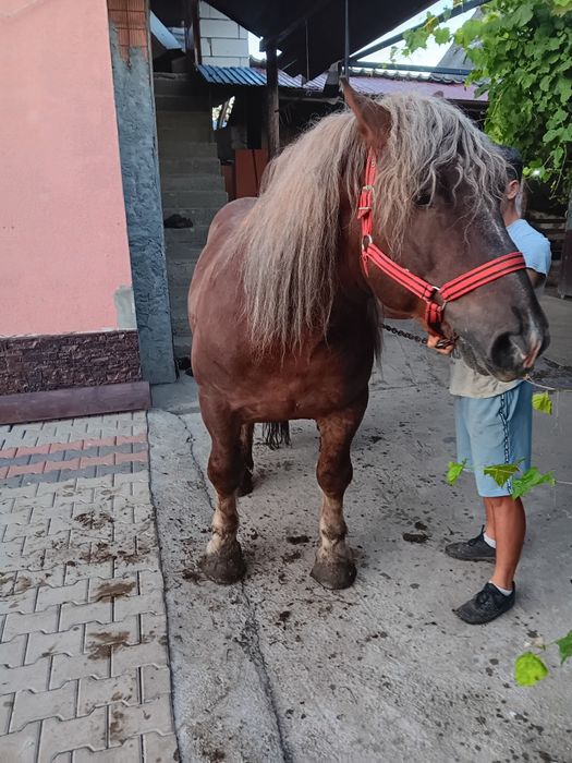 Vand armasar in varsta de 3 ani