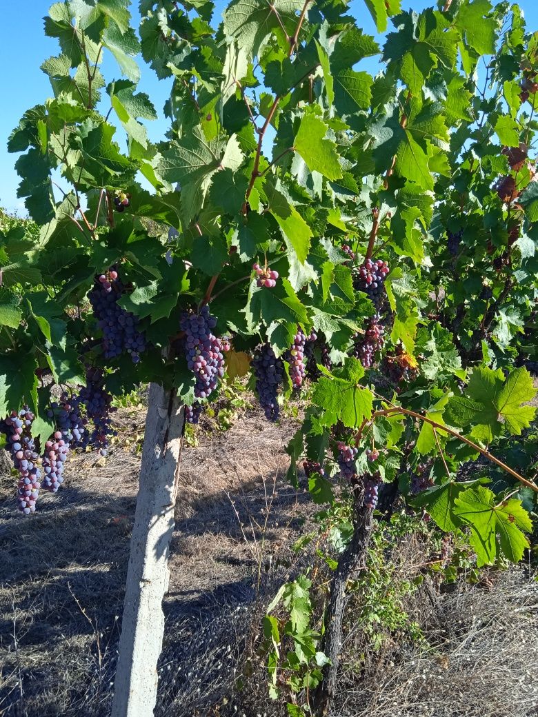 Продавам грозде памид отлично