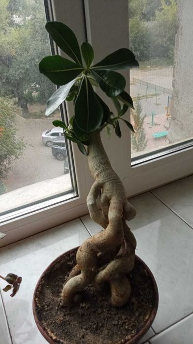 Адениум. Комнатное растение