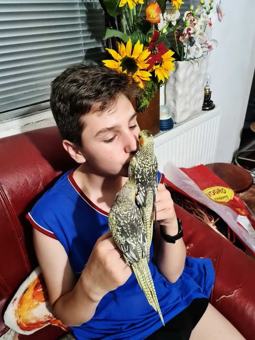 Papagali Ninfa blanzi crescuti la mana, Rozella, Cantatori, Perusi