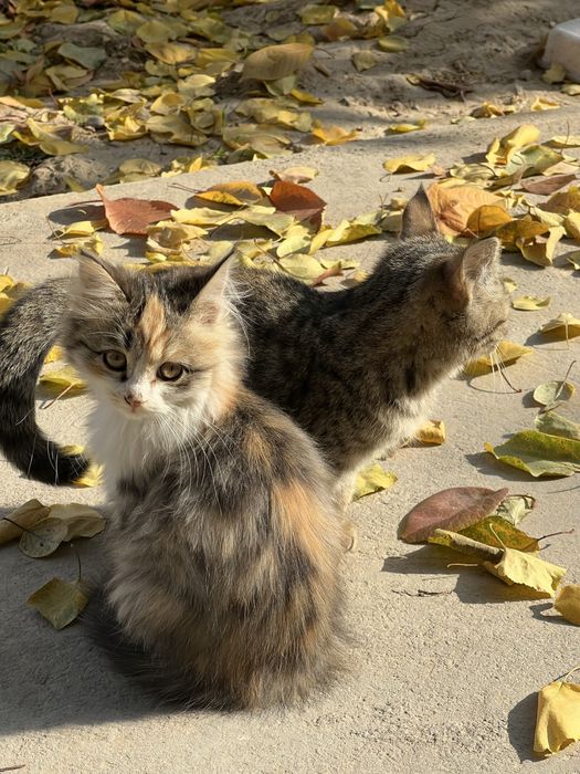 Домашние котята в добрые руки