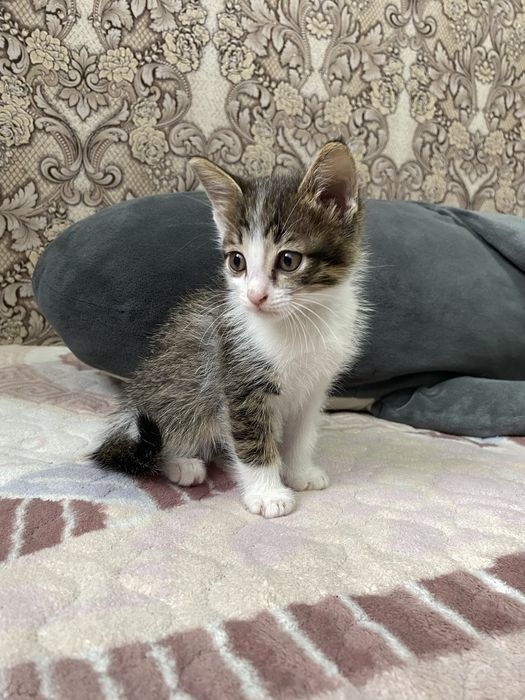 Одам в добрые руки