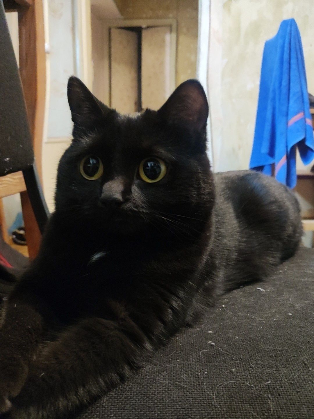 Ищем заботливый дом для прекрасной черной кошки!