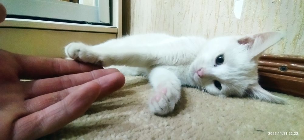 Котенок ищет хозяина. Срочно