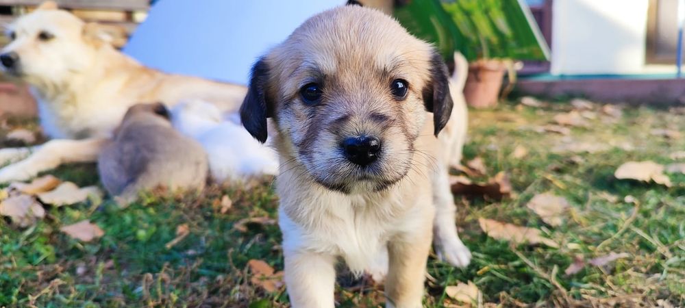 Donez 5 cățeluși adorabili – Județul Argeș 

Caut familii iubitoare