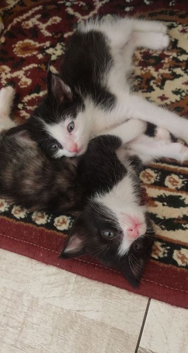 Отдам котят в хорошие руки