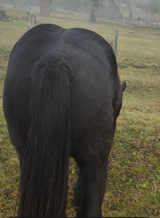 Vând mânz de 1 an și 7 luni