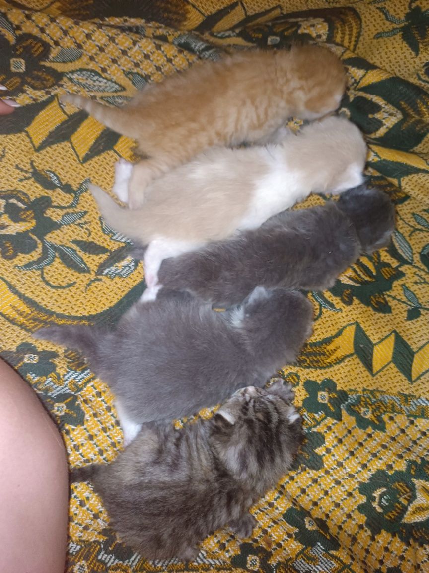 Отдам котят в добрые руки