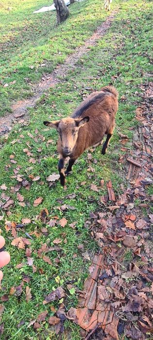 Vand 3 capre una gestanta si doua iede de anul asta.