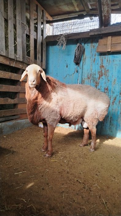 ГИСАР қошқары сатылады