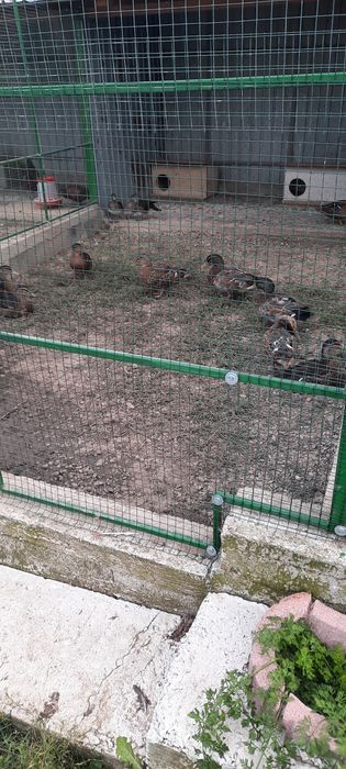 Fazani ,rațe si gâste