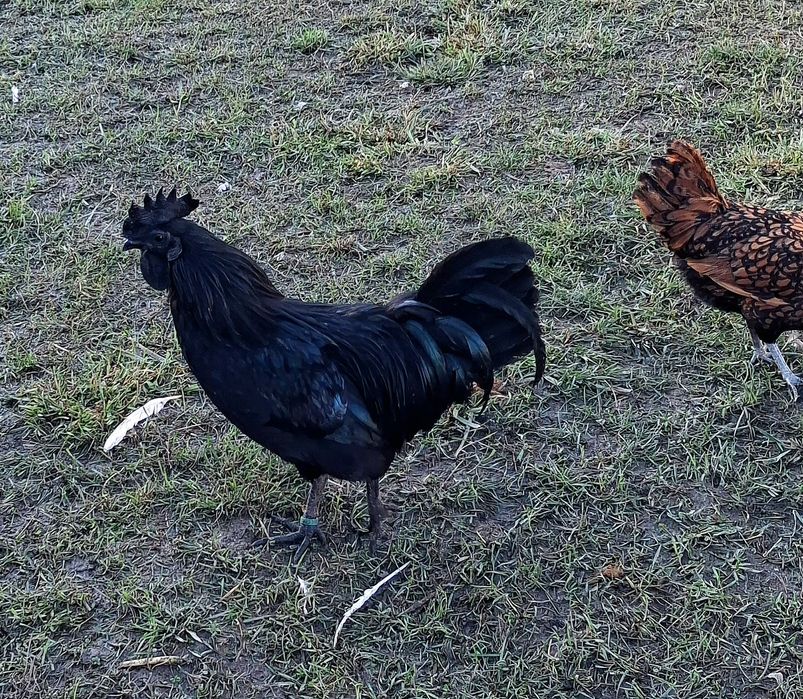 Cocosei Ayam Cemani