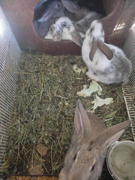 Продам кроликов(самцы и самки(