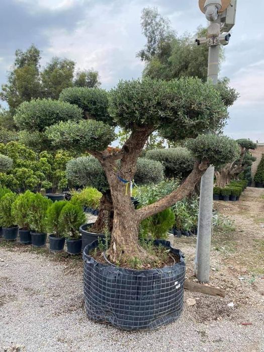 Sifatli Marjivenik archasi bor