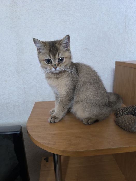 Продаётся британская кошечка породы шиншилла