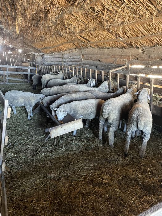 Berbecuti rasa de carne