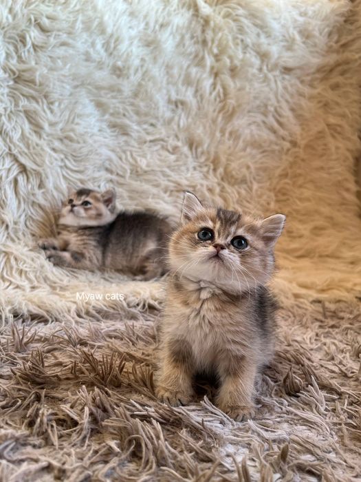 Продаётся Шотландских котята