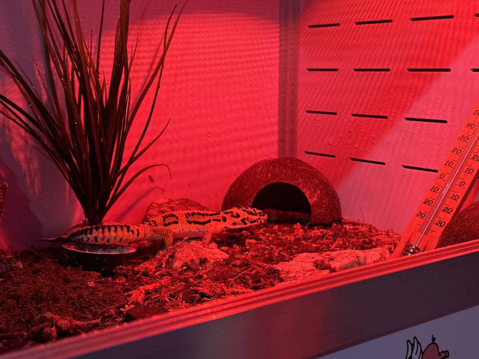 Gecko   leopard.