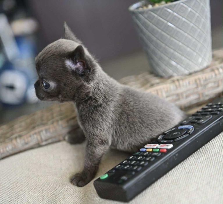 Женско миниатюрно чихуахуа синьо