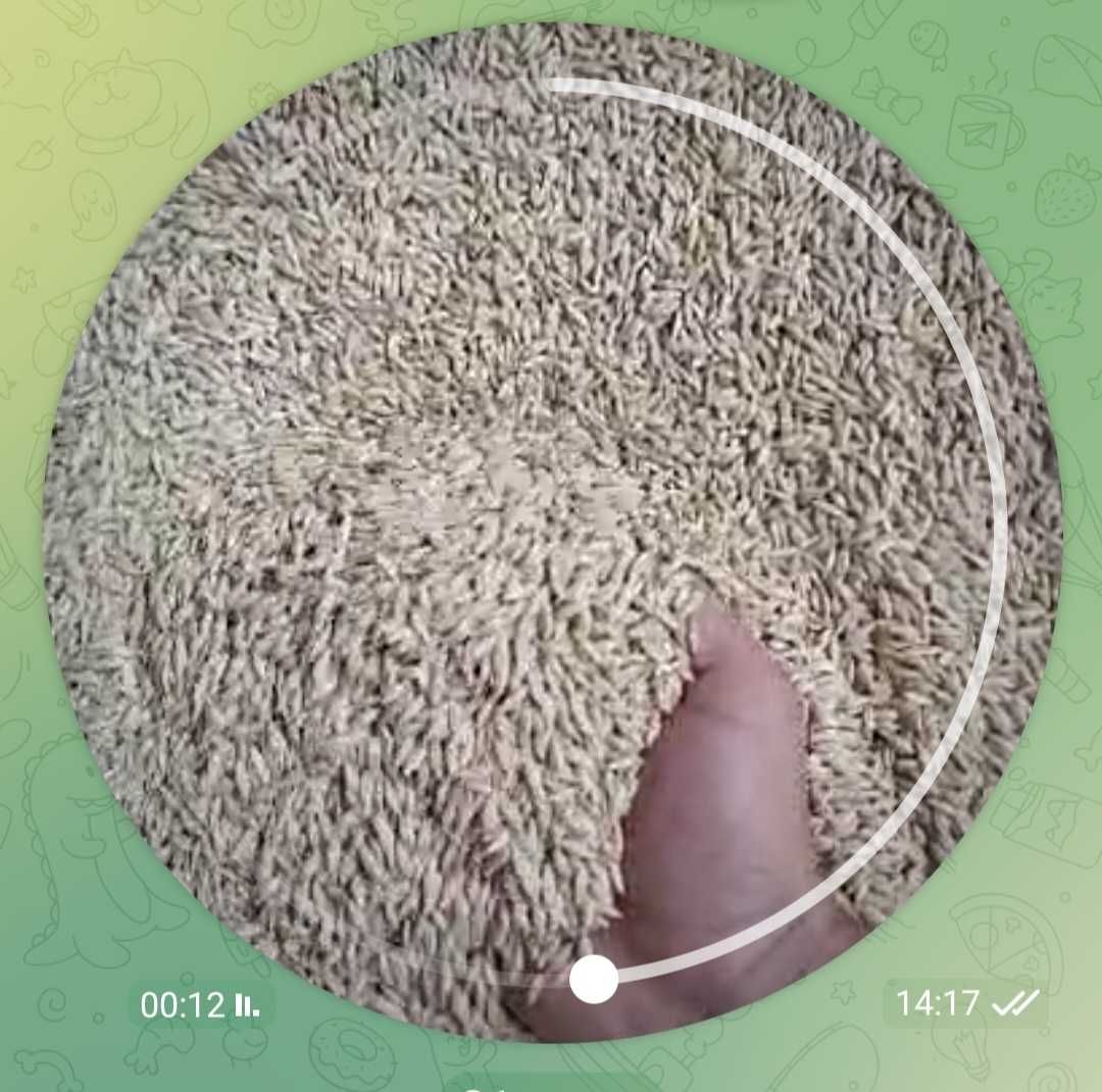 Oq   Arpa  sotiladi