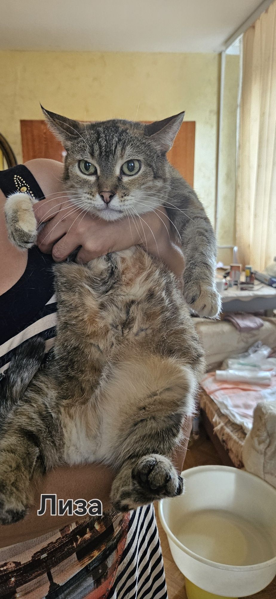 Стерилизованные кошки и коты