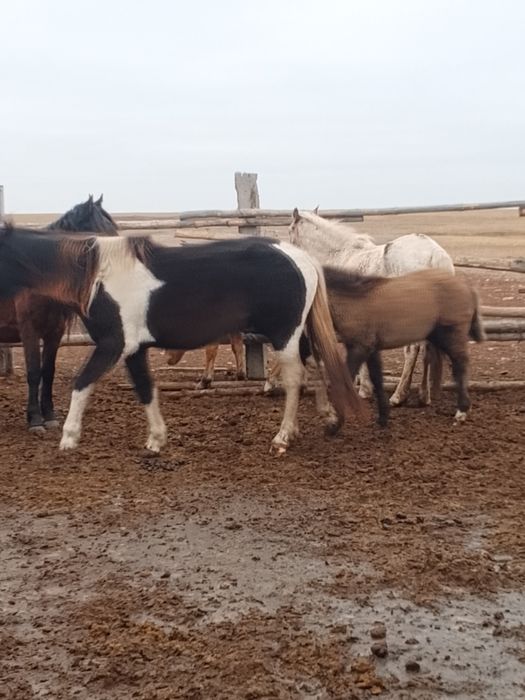 Продам кобылу с жеребёноком