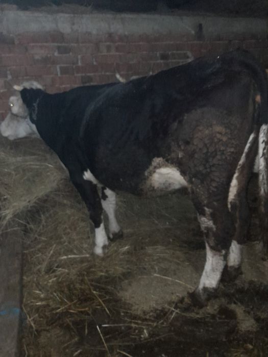 Vând vaca a 2 fătare gestanta de 4 lunii si cu lapte