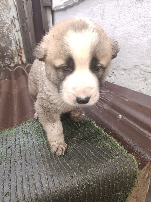 Продам щенков Алабая