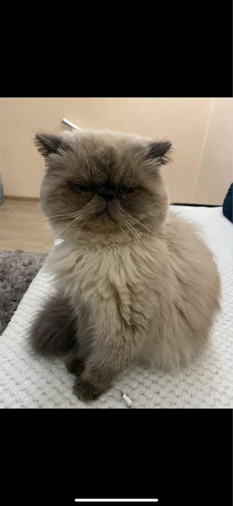 Персийска хималайска котка