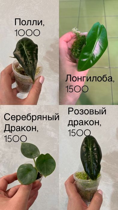 Алоказии, филодендроны, монстеры