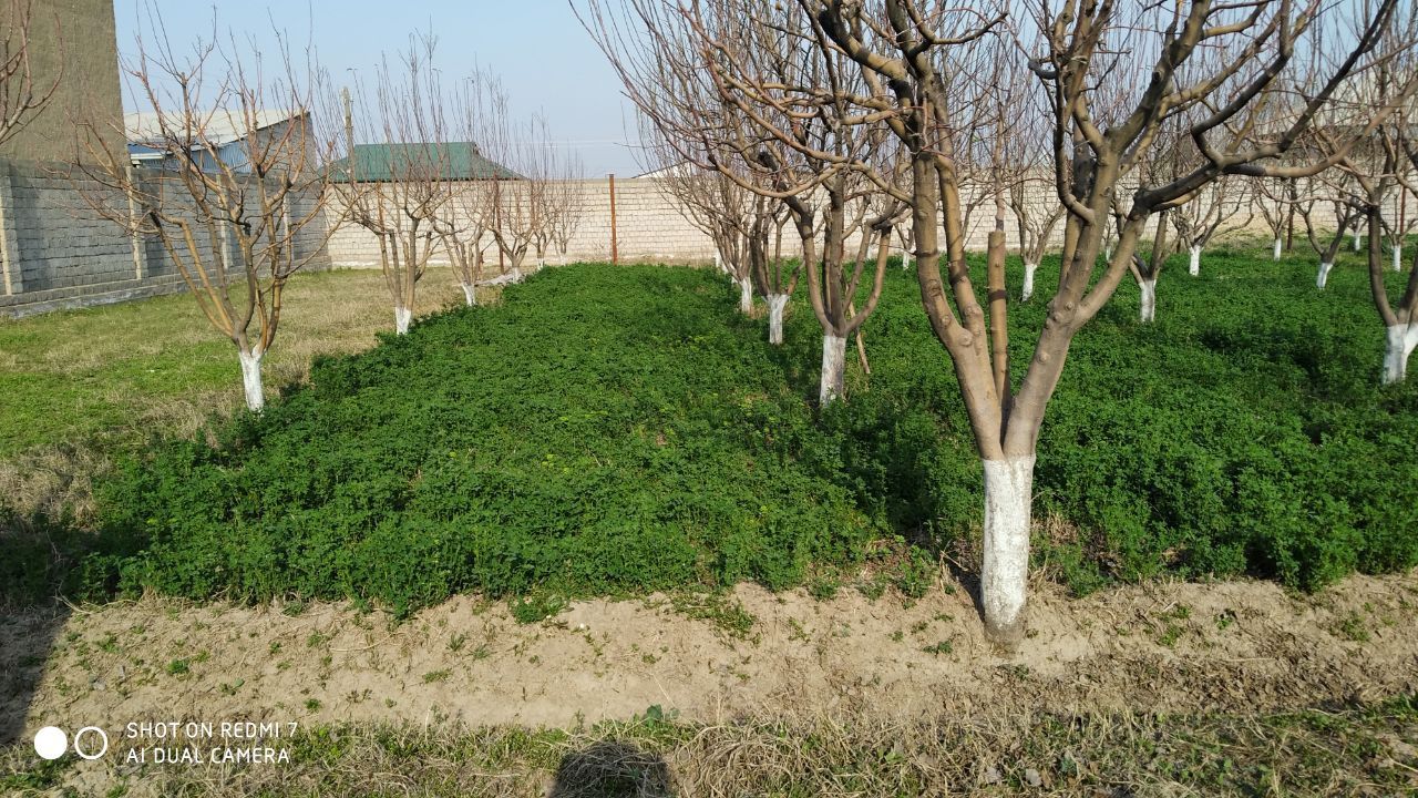 Земля в Барданкуле  5 сотих