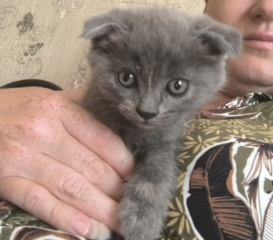 Продаются котята