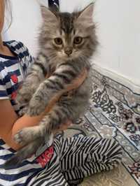 Сибирский котенок 2 месяца