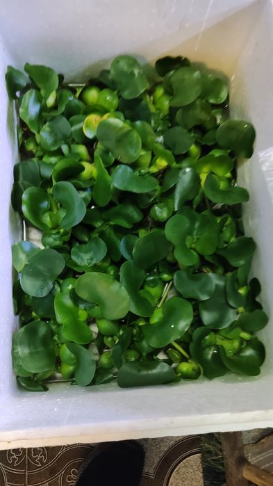 Zambile si salata de apa.