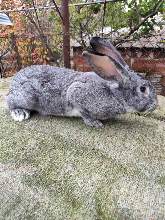 Продавам зайци и заешко месо