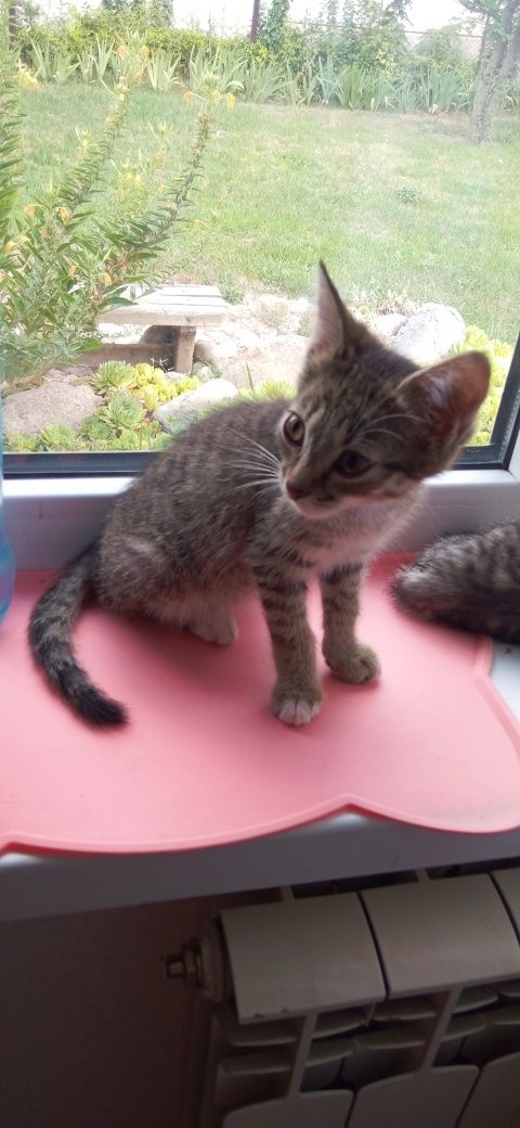 Отдается котенок