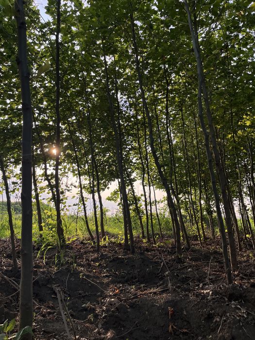 Vând puieți de ulm,salcâm,stejar,paulownia,tei,glădiță,mesteacăn,