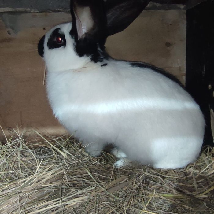 Продам кроликов породы великан