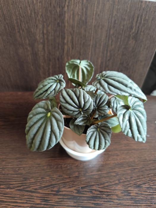 Продам комнатное растение пеперомию