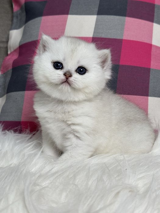 Шиншилла британская в серебре