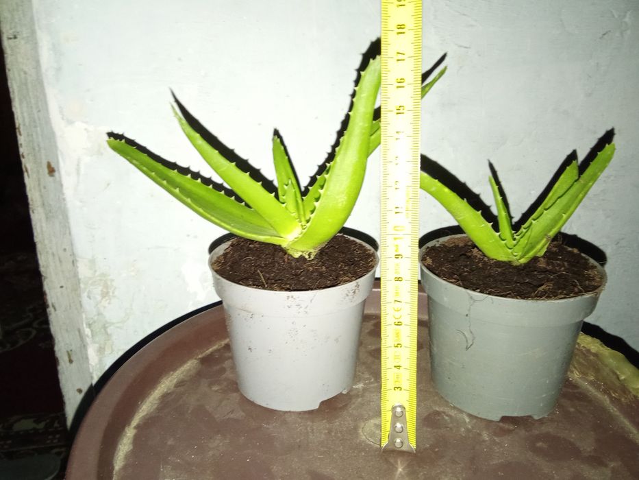 Vând flori de apartament.
De interior. Necesita un ghiveci mai