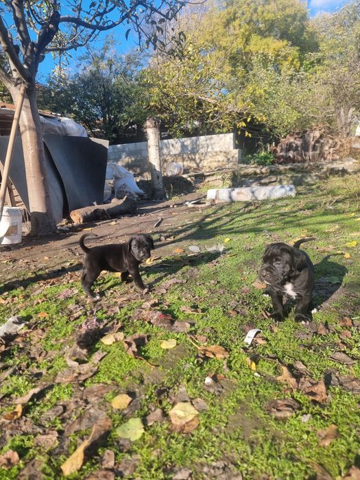 Продават се кученца кане корсо