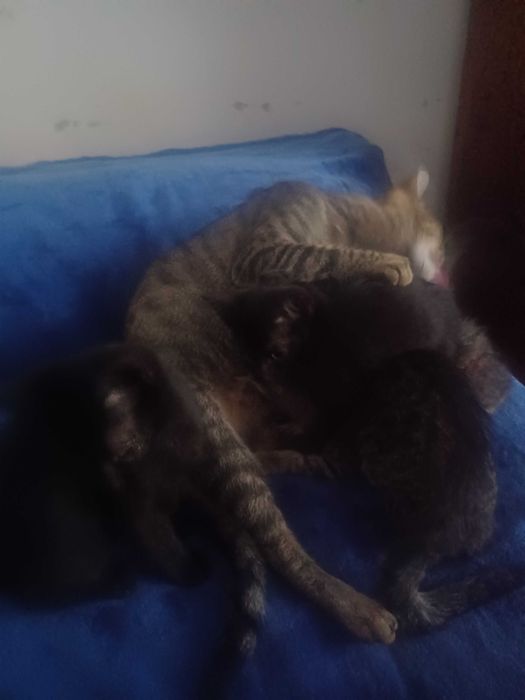 Donez pisoi, 2 luni si jumatate