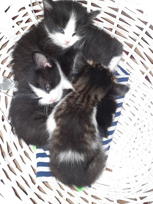 Отдам игривых котят,одна девочка и три мальчика.