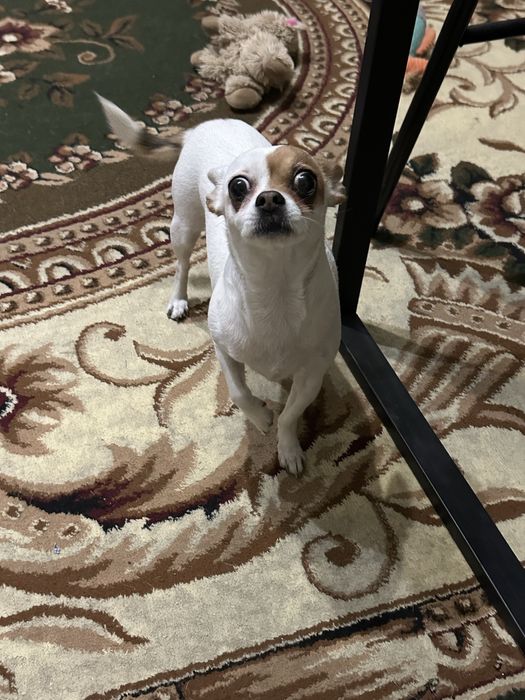 девочка собачка ищет дом