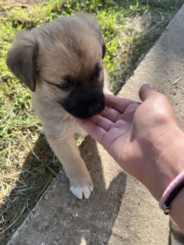 Cățeluși pentru adopție