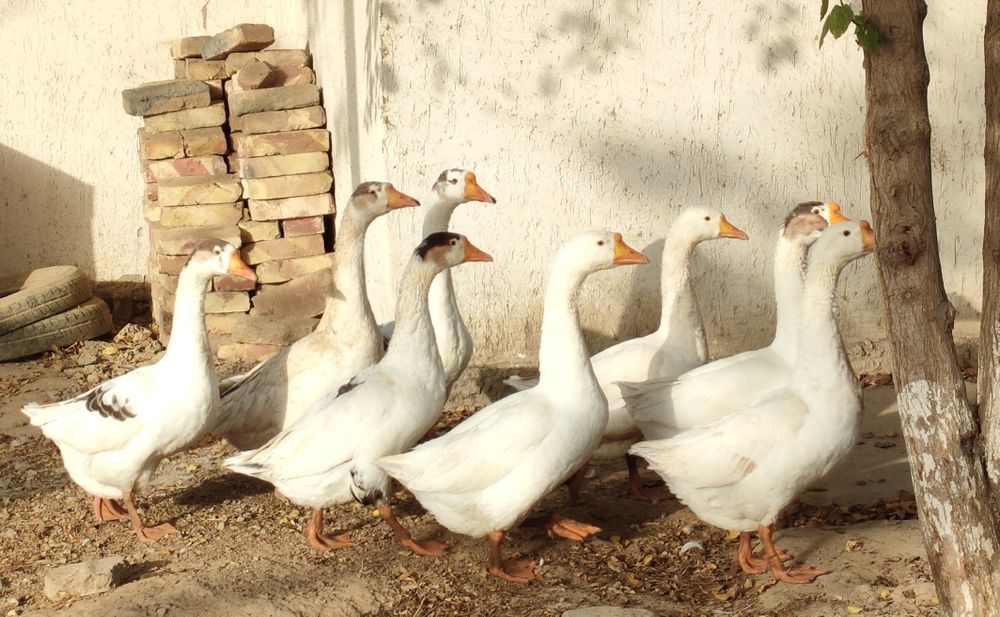 Семіз қазылар сатылады 8 бас