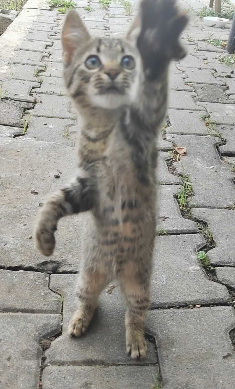 Pisicuță spre adopție